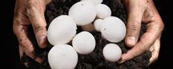 Champignons Lesage Bvba