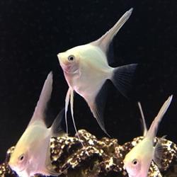 Aratina