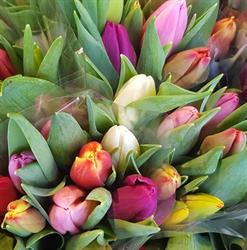 Iris bvba