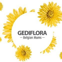 Gediflora Bvba
