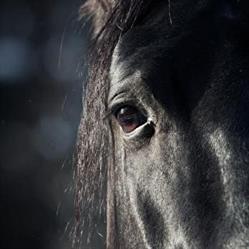 Horse Paradise