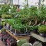 Intratuin Lovendegem Planten