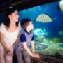 Bewonder de roggen in SEA LIFE Blankenberge en ontdek hoe de baby's van roggen geboren worden.