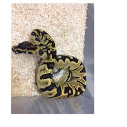 Gekko Reptiles