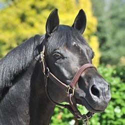 New Nordic Horses