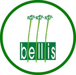 Bellis