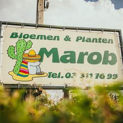 Cactus Marob BVBA