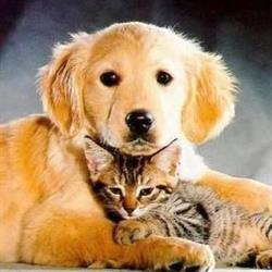Dierenplezier