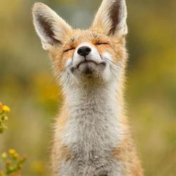 The Fox bvba