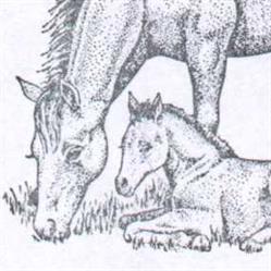 Paardenmelkerij 'T Kattenheye