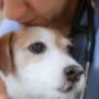 soins animaux Vétérinaires Jamotton Hames