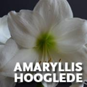 Bloemen Amaryllis