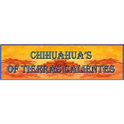 Chihuahua of Tierras Calientes