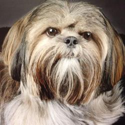 Top Dog