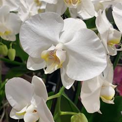 Mondeoflowers