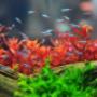 Aquariums
