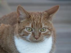 Dierenartsenpraktijk Aan de Vesten