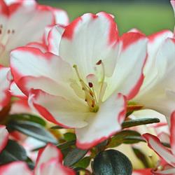 Peerts Horticulture