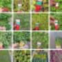 Plantencentrum Peeters-Verstappen