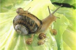 Escargotière De Warnant