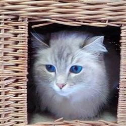 Faladina (enkel kattenpension, toilettage hond en kat)