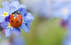 Home Myosotis