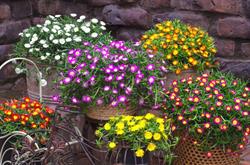 Naudts, Fleurig/Patrick