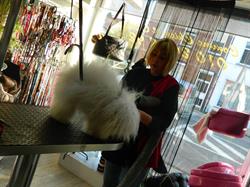 Comme Chien Et Chat