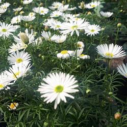 Jardin Des Hespérides