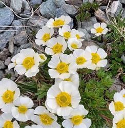 Bloemen Multiflora