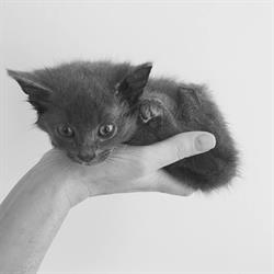 Dierenarts Vandervennet Sofie