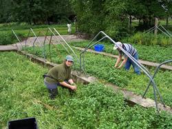 Cressiculture Lievens