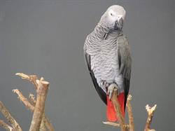 Baby Parrots
