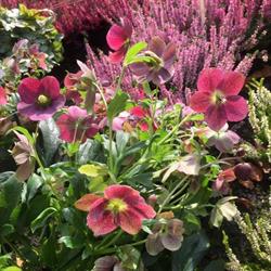 Lesage Fleurs
