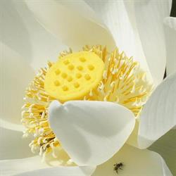Le Hêtre Pourpre