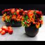 image-fleuriste fiori 4