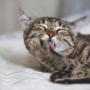 Pelgrims pension pour chats