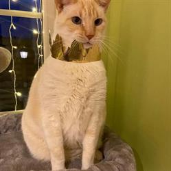 Kattenhotel Sfinx