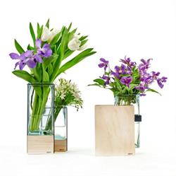 Cleome