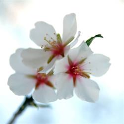 Sierplantenkwekerij Vanderlinden