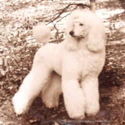 Dog Styling Nancy