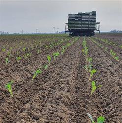 Agriplant