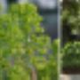 Door een bezoeker 21/02/2016 geüpload - moderne tuin tuinarchitect Wilrijk  Antwerpen