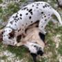 controle de la morsure Club d'Education Canine d'Esneux