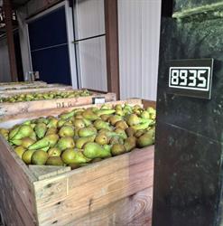 Demyfruit