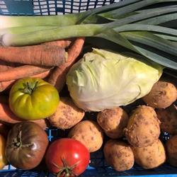Mon panier bio