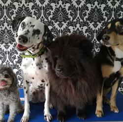 Charly's Angels Hondentrimsalon