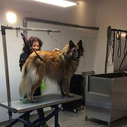 Clebart - Salon de toilettage pour chiens (Hannut)