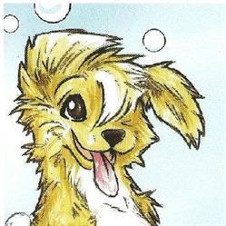 honden trimsalon flandry dogs