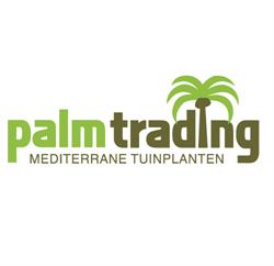 Palmtrading